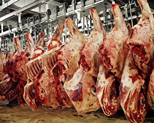 Carcasses: Sides Beef Raw Dressed Carcasses Hanging in Warehouse