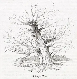 Penshurst: Sidney's oak tree at Penshurst, Tonbridge, Kent