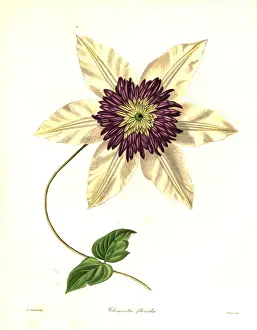 Nevitt: Siebold's clematis, Clematis florida