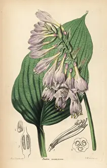 Plantain: Siebold's hosta, Hosta sieboldiana