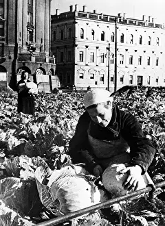Grow: Siege of Leningrad