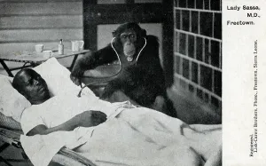 Stereotyping: Sierra Leone - Lady Sassa M. D. - a Chimpanzee doctor