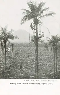 Kernels: Sierra Leone - Picking Pine Kernels