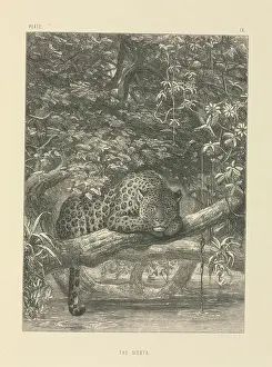 Siesta: The Siesta