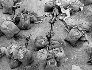 Siesta: Siesta of a camel caravan