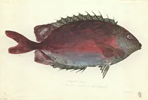 Punctatus: Siganus punctatus, goldspotted spinefoot