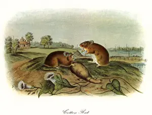 Rats: Sigmodon Hispidum