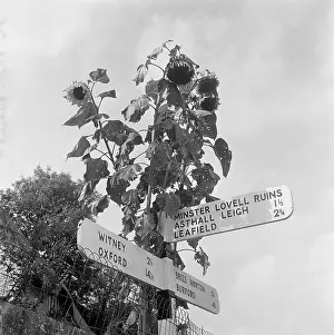 Signposts: Signpost