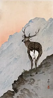 Proudly: Sika Stag on the mountainside