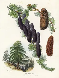 Sikkim: Sikkim larch, Larix griffithii