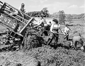 Nosek: Silage - clover - workers - JZD - female