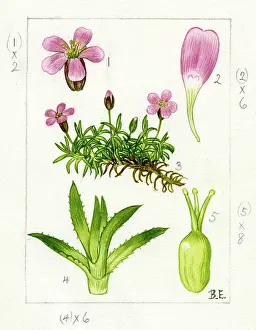 Glencoe: Silene acaulis - moss campion