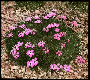 Caryophyllaceae: Silene Acaulis (Moss Campion)