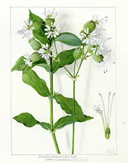 Snelling: Silene Cucubalus - Bladder Campion
