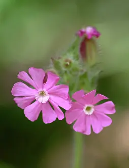 Dioica: Silene dioica, red campion