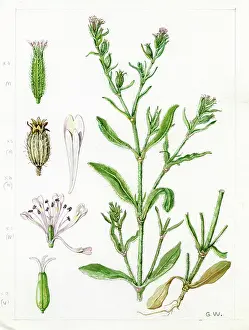 Gwen: Silene gallica - windmill pink