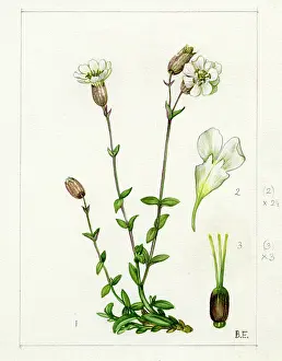 Maritima: Silene maritima - Sea Campion