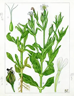Clammy: Silene noctiflora - night-flowering catchfly
