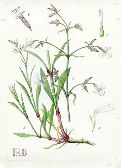 Isobel: Silene nutans - Nottingham catchfly