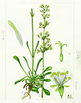 Catchfly: Silene Otites - Spanish Catchfly