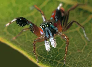 Araneae: Siler semiglaucus, jumping spider
