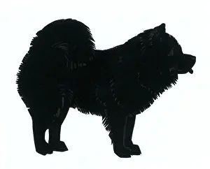 H L Oakley Collection: Silhouette of a chow chow