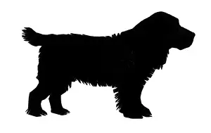 Silhouette of a cocker spaniel