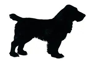 Cocker: Silhouette of a cocker spaniel