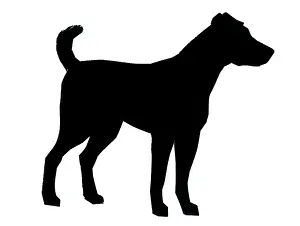 H L Oakley Collection: Silhouette of a dog standing still
