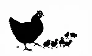 Vigilant: Silhouette of mother hen with six chicks