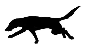 Sniff: Silhouette of a pointer