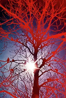 Sunburst: Silhouetted Birds in Tree Bare Branches Red Solarized