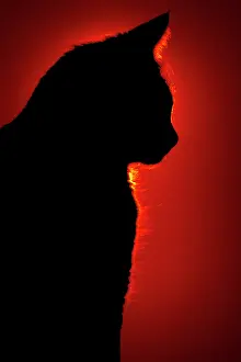 Unlucky: Silhouetted Cat Against Red Sunlight