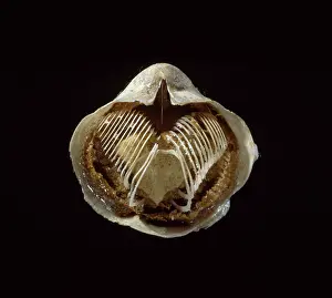 Valve: Silicified brachiopod