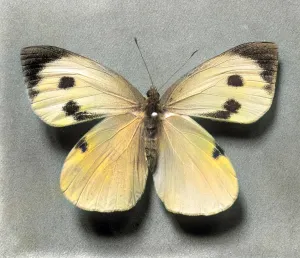 SILK BUTTERFLY