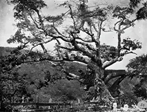Barbados: Silk Cotton tree, St. Thomas, West Indies 1873