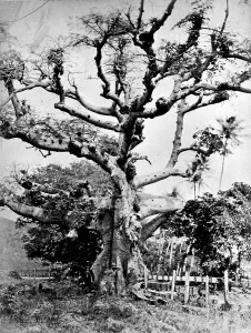 Barbados: Silk cotton tree at St. Thomas, West Indies