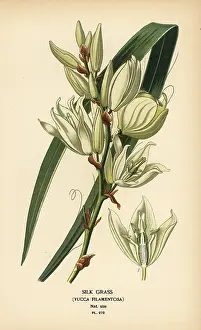 Yucca: Silk grass, Yucca filamentosa