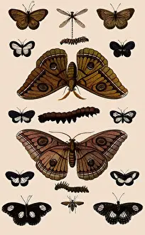 Seba: Silk Moth
