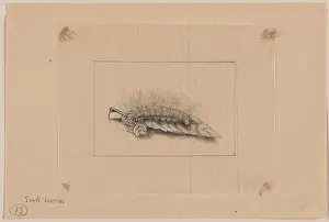 Silkworm: Silk worm