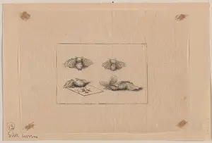 Silkworm: Silk worm