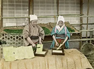 Worms: Silk Worms, Japan