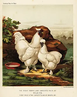 Silky: Silkie or Silky cock and hen