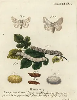 Populi: Silkmoth, Bombyx mori