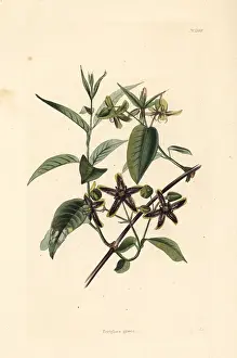 Graeca: Silkvine, Periploca graeca