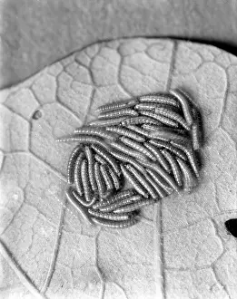 Caterpillars: SILKWORM CATERPILLAR