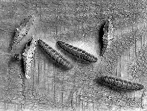 Caterpillars: SILKWORM CATERPILLAR