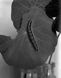 Caterpillars: SILKWORM CATERPILLAR