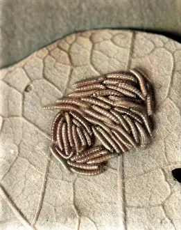 Caterpillars: SILKWORM CATERPILLAR
