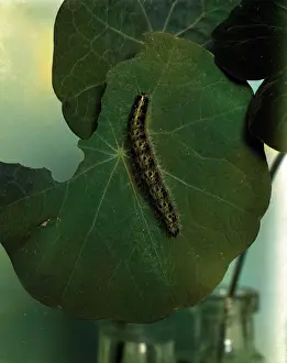Caterpillars: SILKWORM CATERPILLAR